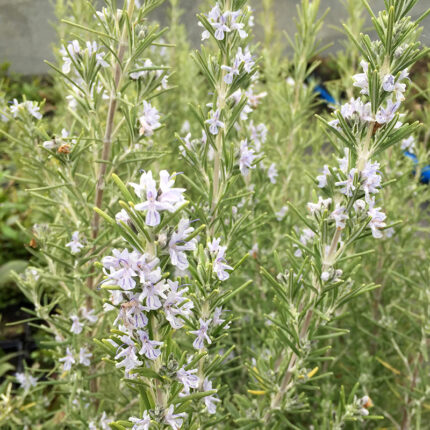 Rosemary o Ms Jessop Upright