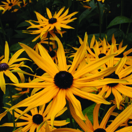 Rudbeckia f v sul Goldsturm