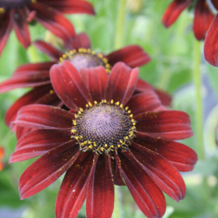 Rudbeckia Summerina Brown