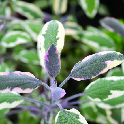 Sage off Tricolor