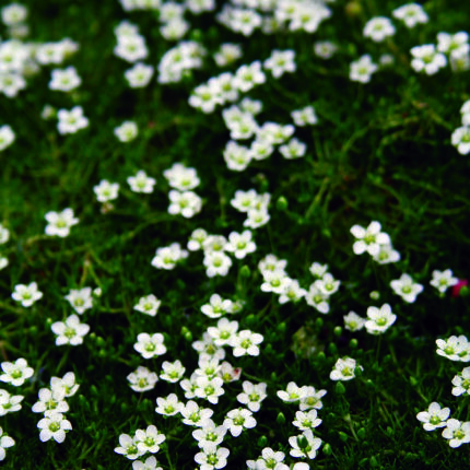 Sagina subulata Senior