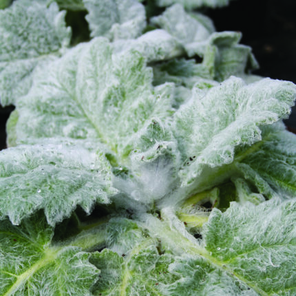 Salvia argentea Artemis