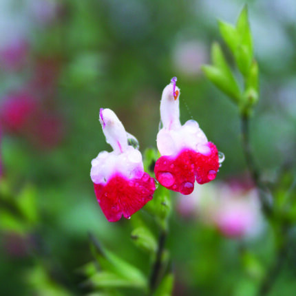 Salvia microphylla Hot Lips