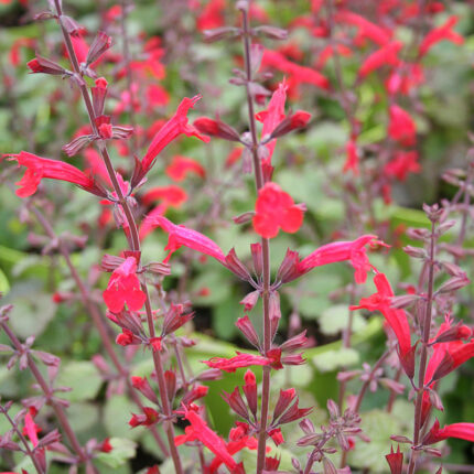 Salvia roemeriana Hot Trumpets