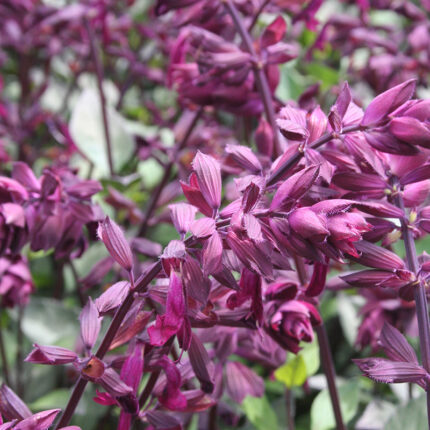 Salvia micr Love and Wishes