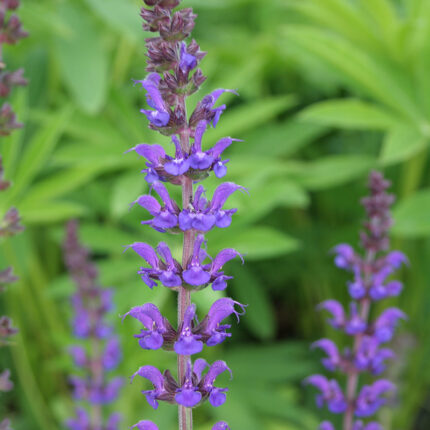 Salvia x sylv Mainacht