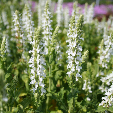 Salvia nem Schneehugel