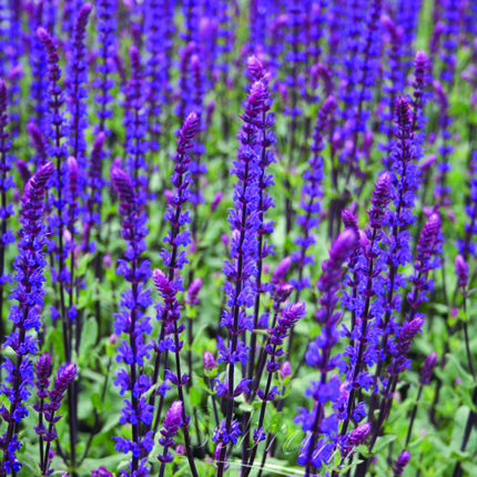 Salvia nemerosa Caradonna