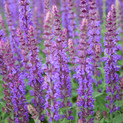 Salvia nemerosa Ostfriesland