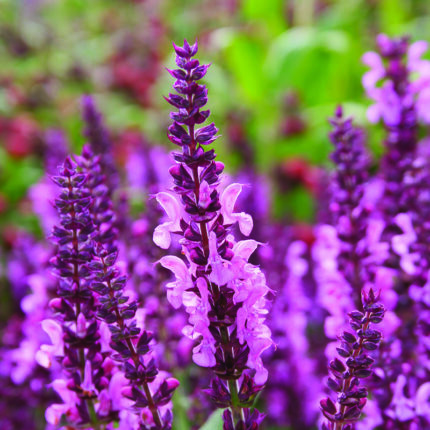Salvia Sensation Pink