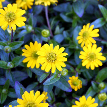 Sanvitalia speciosa Inca