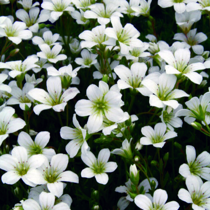Saxifraga Findling