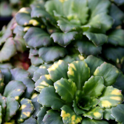 Saxifraga x ur Variegatum