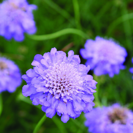 Scabiosa Blue Butterfly