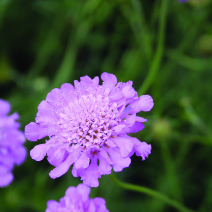 Scabiosa Pink Mist