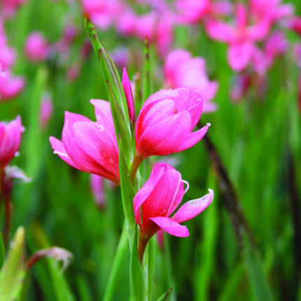 Schizostylis Fenland Daybreak
