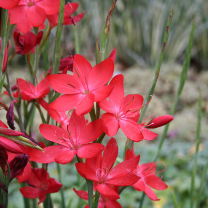 Schizostylis cocc Major