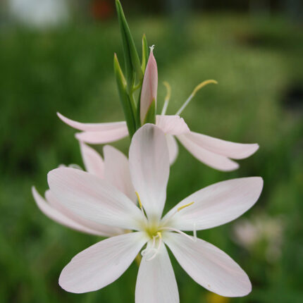 Schizostylis Pink Princess