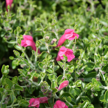 Scutellaria Texas rose