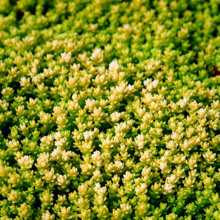 Sedum acre Aureum