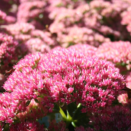 Sedum Herbstfreude Autumn Joy