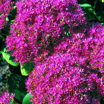 Sedum spect Brilliant