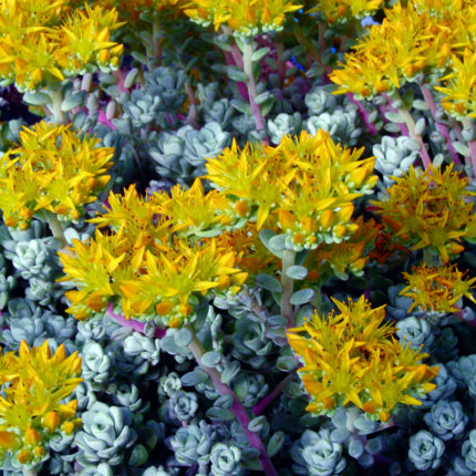 Sedum spath Cape Blanco