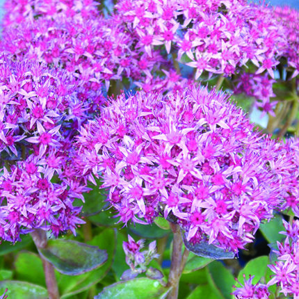 Sedum hybr Carl
