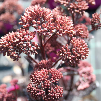 Sedum Chocolate Drop