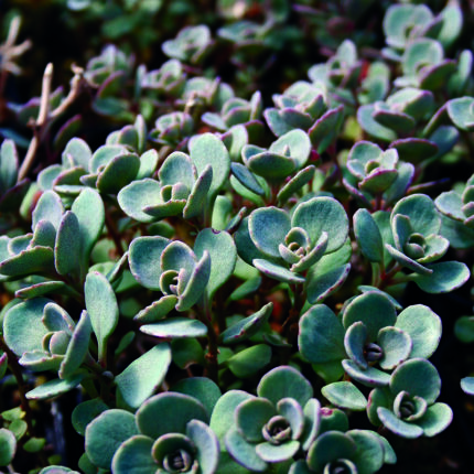 Sedum Coca Cola