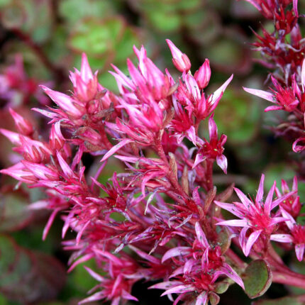 Sedum spur Fuldaglut