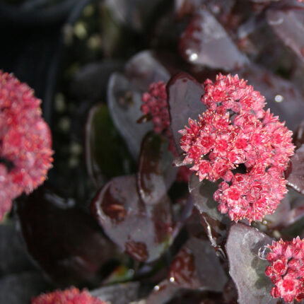 Sedum Jose Aubergine