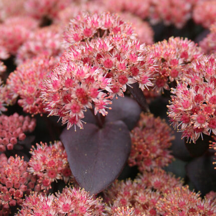 Sedum Purple Emperor