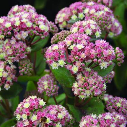 Sedum Stewed Rhubarb Mountains