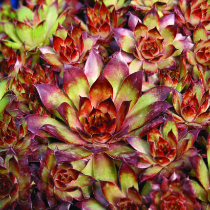 Sempervivum Bronco