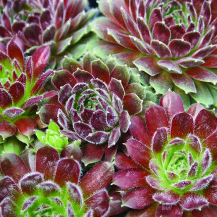 Sempervivum Hey Hey