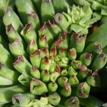 Sempervivum Noir