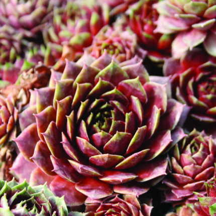 Sempervivum Ohio Burgundy