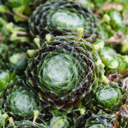 Sempervivum ar tomentosum