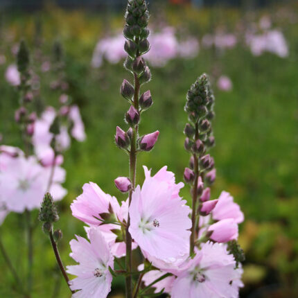 Sidalcea Elsie Heugh
