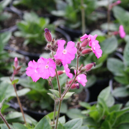 Silene robotii Rollies Favorite
