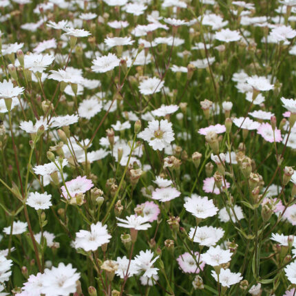 Silene alpestris Starry Dreams