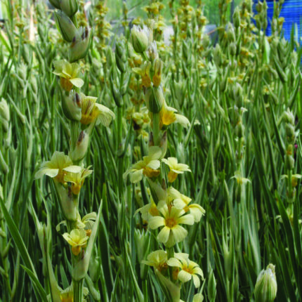 Sisyrinchium str Aunt May