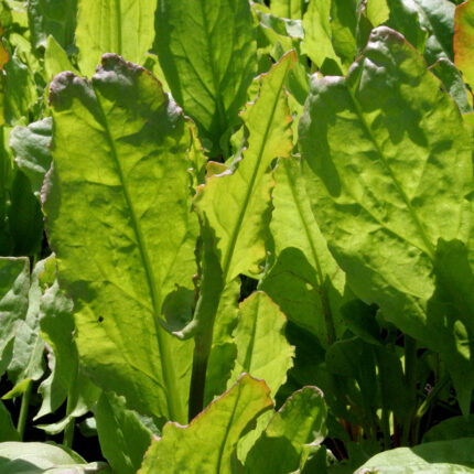 Sorrel broadleafed