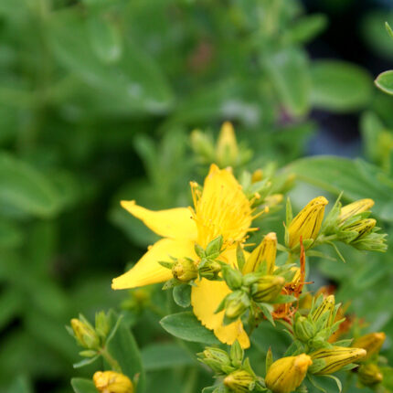 St Johns Wort