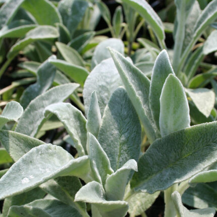 Stachys byzantina