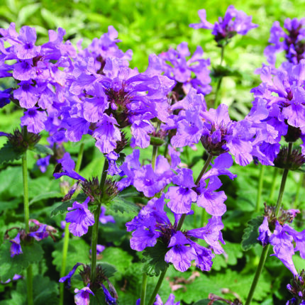 Stachys macrantha Robusta