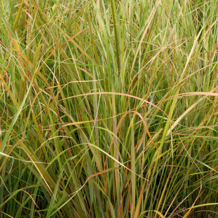 Stipa arundinacea