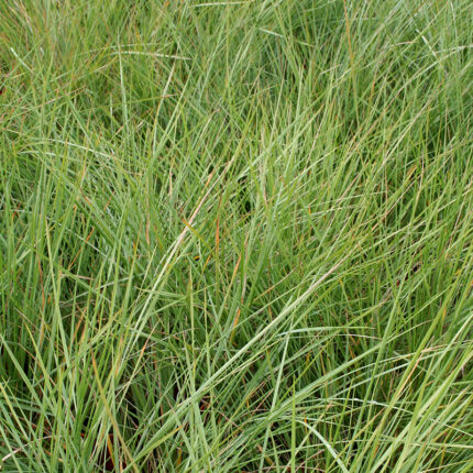 Stipa gigantea