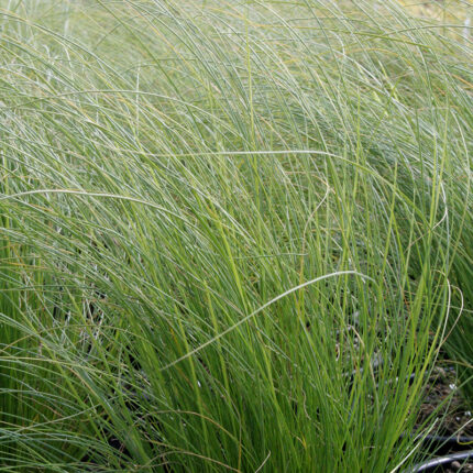 Stipa tenuissima Pony Tails